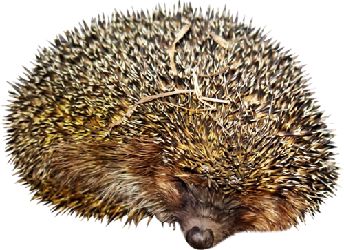 őszi állatok_90.png